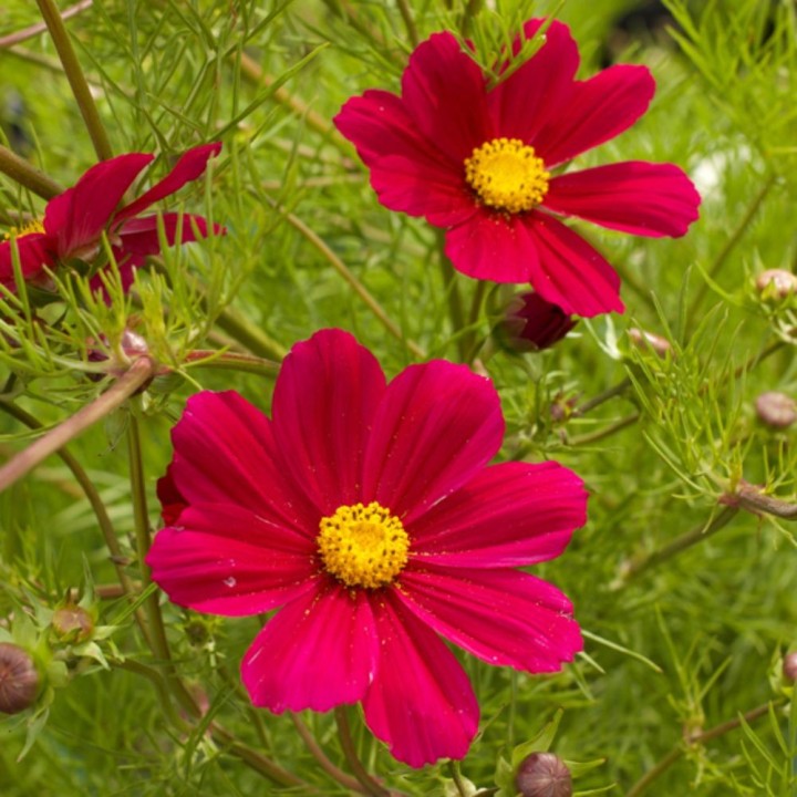 Cosmos bipinnatus, Versailles Carmine - seeds