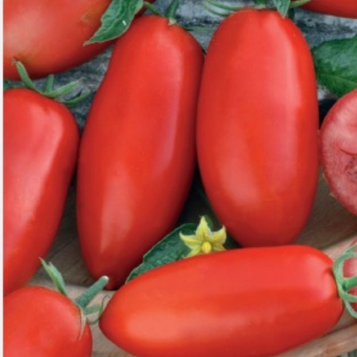 Tomato Zyska - Seeds