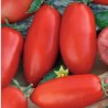 Tomato Zyska - Seeds