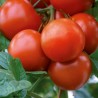Tomato Saint Pierre - Seeds