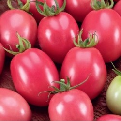 Tomato, Pink Thai Egg - Seeds