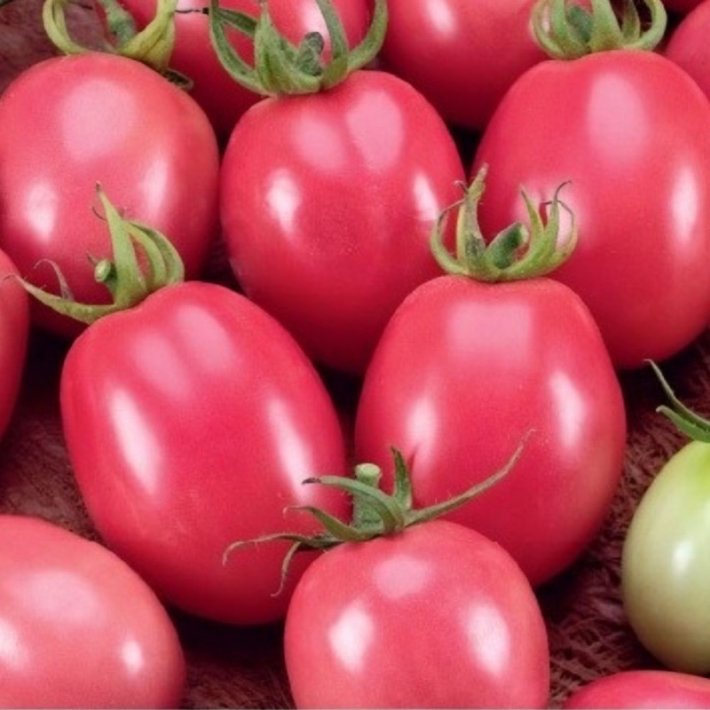 Tomato, Pink Thai Egg - Seeds