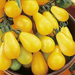 Tomato Yellow Pearshaped -...