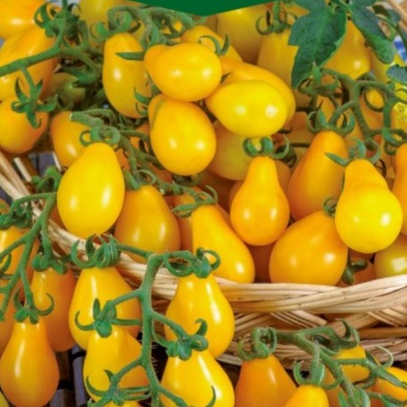 Tomato Perun - Seeds