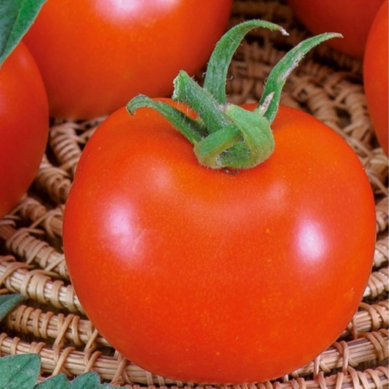 Tomato Betalux - Seeds