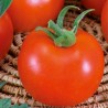 Tomato Betalux - Seeds