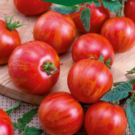 Tomato Duo - Seeds