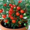 Tomato Vilma - Seeds