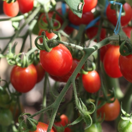 Tomato Malinowy Kapturek - Seeds