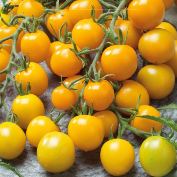 Tomato Goldkrone - Seeds