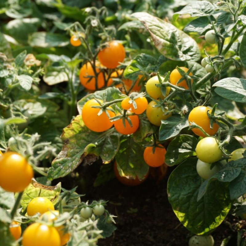 Tomato Venus - Seeds