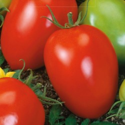 Tomato Šejk - Seeds