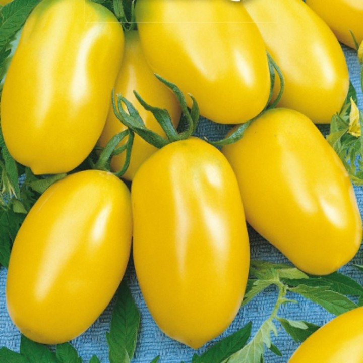 Tomato Taiko - Seeds