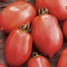 Tomato Salus - Seeds