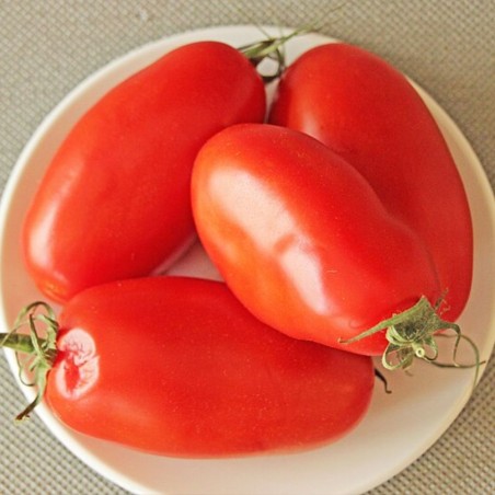 Tomato S. Marzano 2 - Seeds