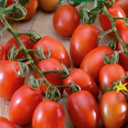 Tomato Principe Borghese - Seeds