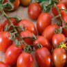 Tomato Principe Borghese - Seeds