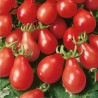 Tomato Radana - Seeds