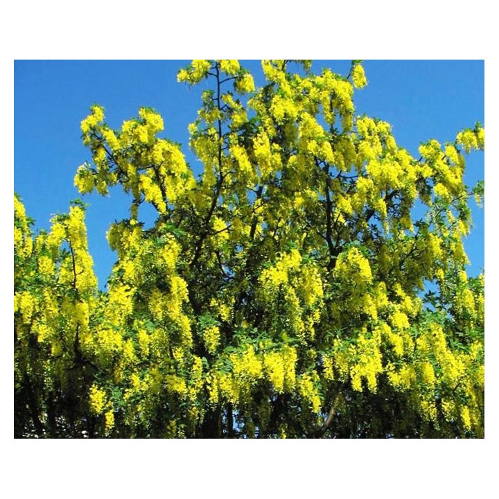 Lluvia de oro