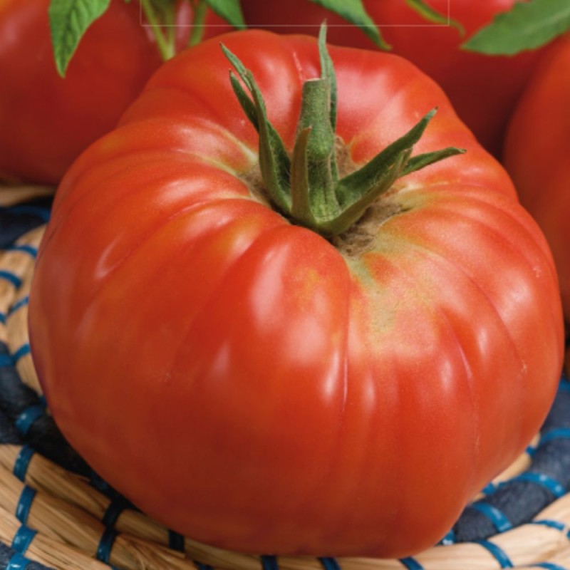 Tomato Ponderosa - Seeds