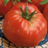 Tomato Ponderosa - Seeds
