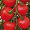 Tomato Moneymaker - Seeds
