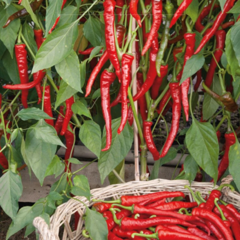 Hot Pepper Poseidon - Seeds
