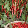 Hot Pepper Poseidon - Seeds