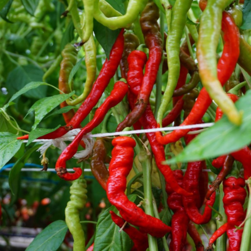 Sweet Pepper Lombardo - Seeds