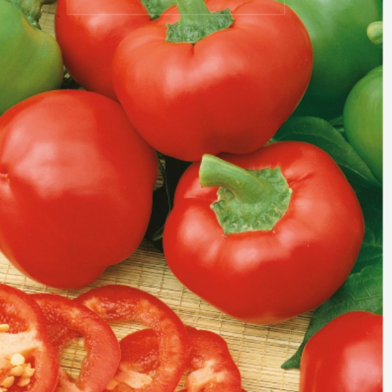 Sweet Pepper Topeppo Rosso - Seeds