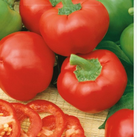 Sweet Pepper Topeppo Rosso - Seeds
