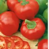 Sweet Pepper Topeppo Rosso - Seeds