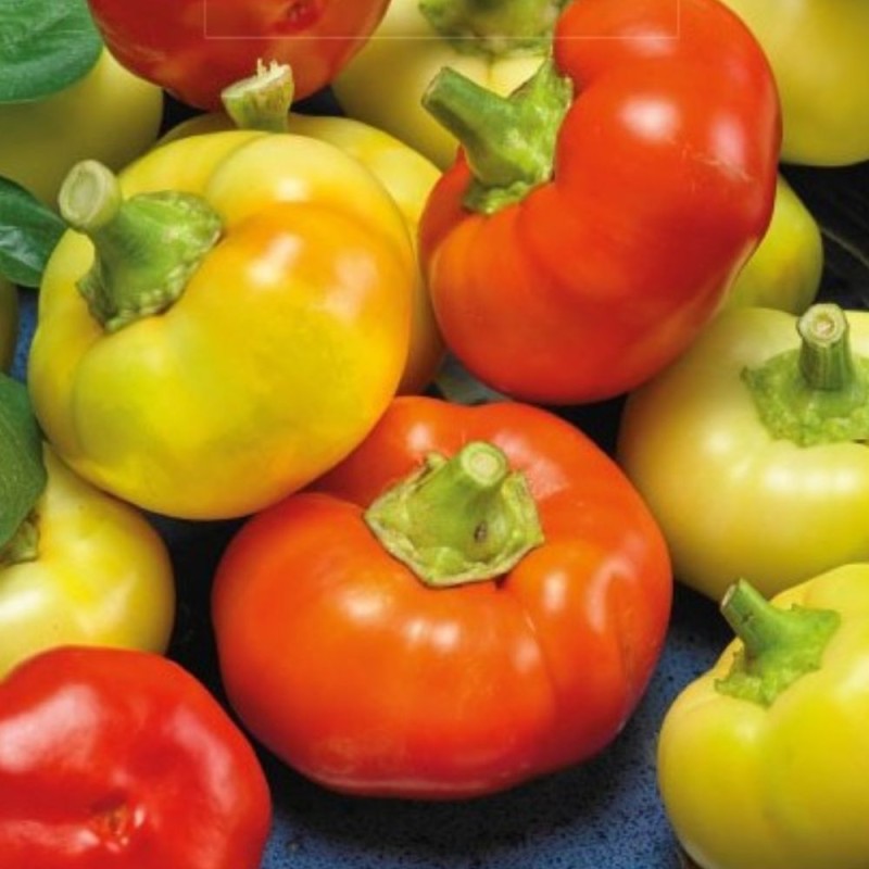 Hot Pepper Ilika - Seeds