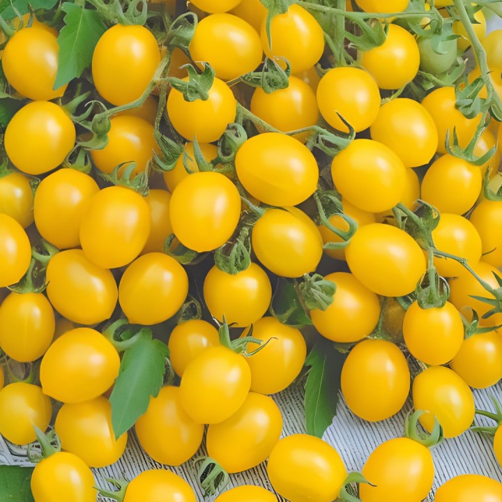 Tomato Ildi - Seeds