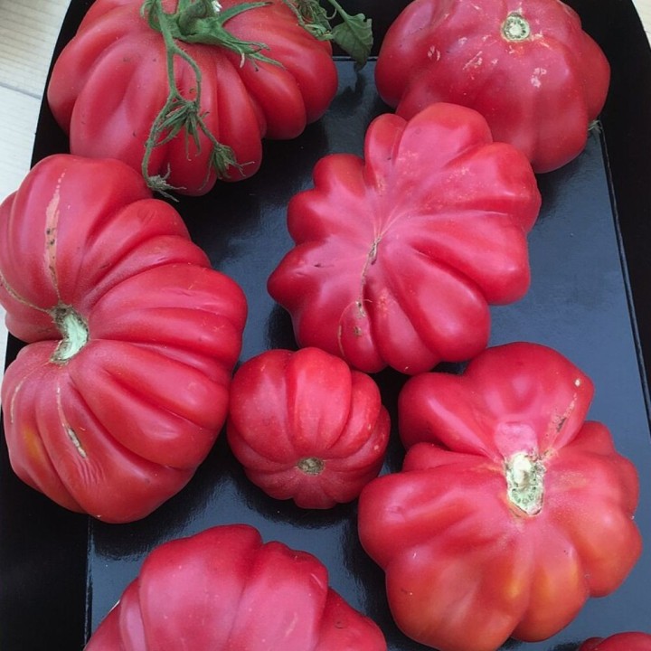 Tomato Costoluto Fiorentino - Seeds