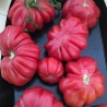 Tomato Costoluto Fiorentino - Seeds