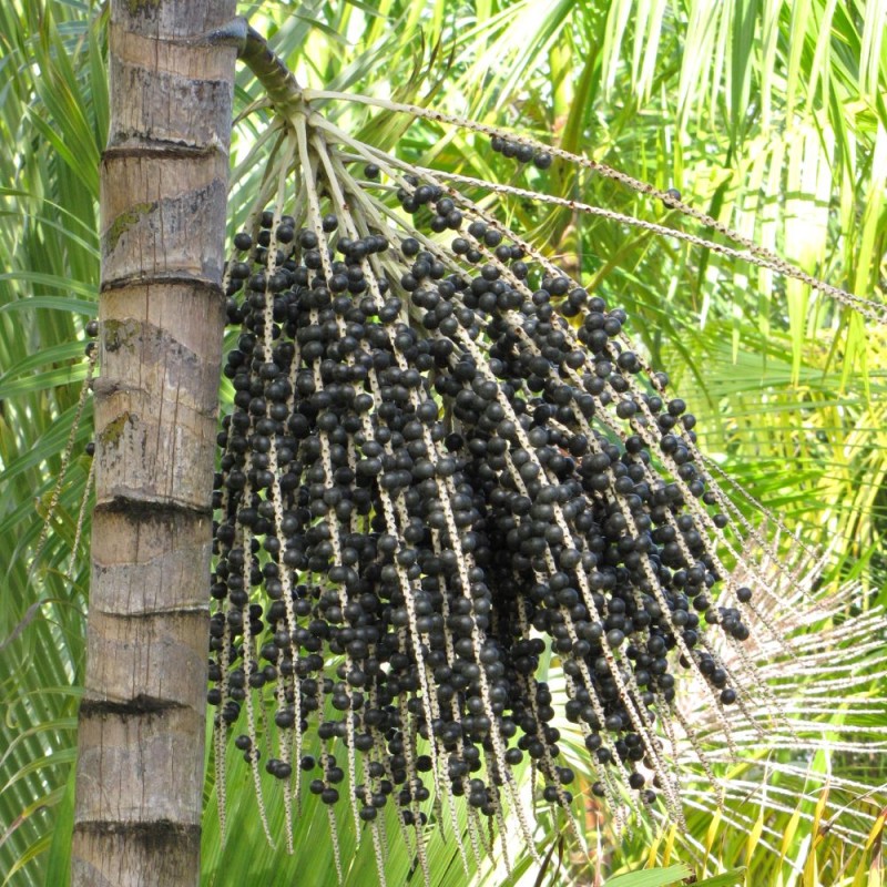 Açaí palm - Seeds