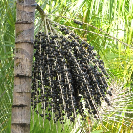 Açaí palm - Seeds