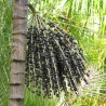 Açaí palm - Seeds