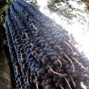 Açaí palm - Seeds