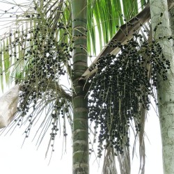 Açaí palm - Seeds