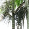Açaí palm - Seeds