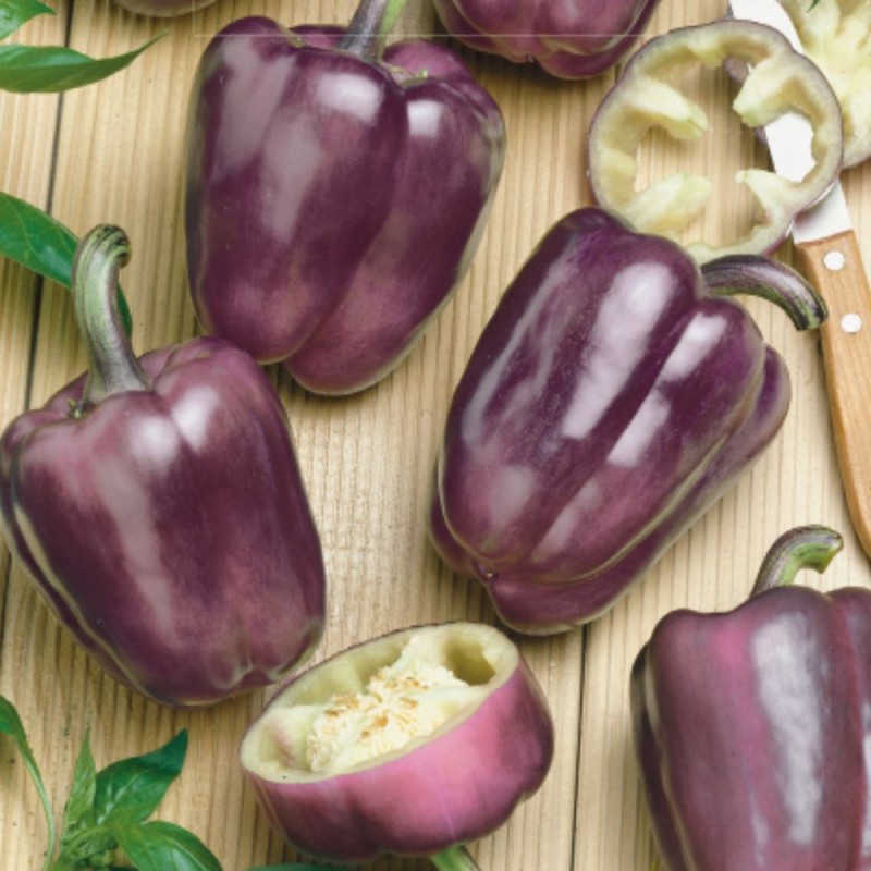 Sweet Pepper Oda - Seeds