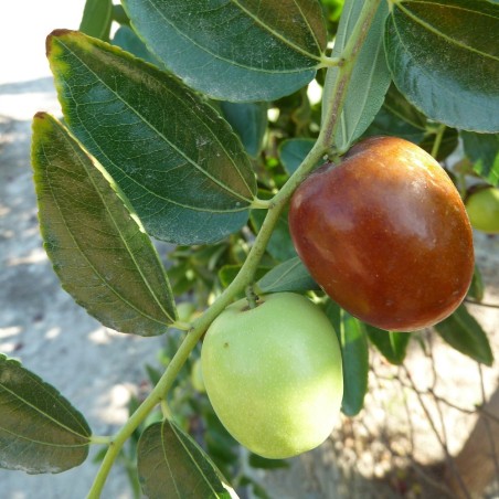 Jujube - Seeds