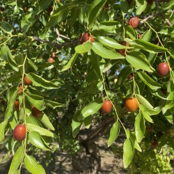 Jujube - Seeds