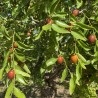 Jujube - Seeds