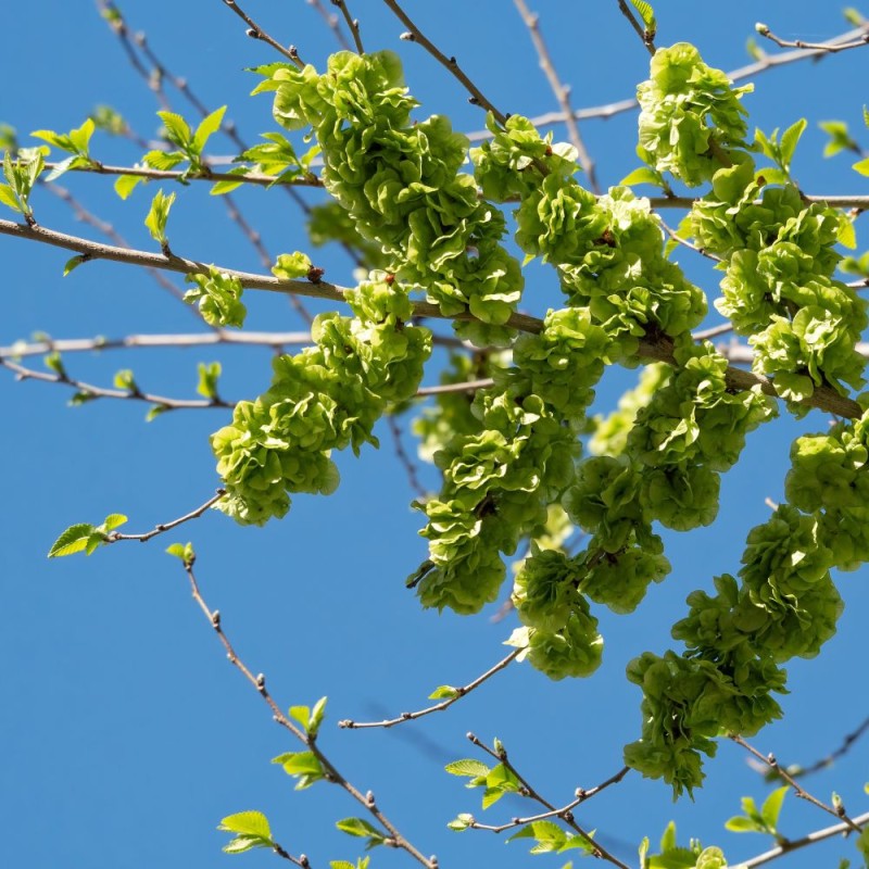 Siberian elm - Seeds