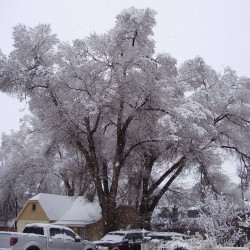 Siberian elm - Seeds