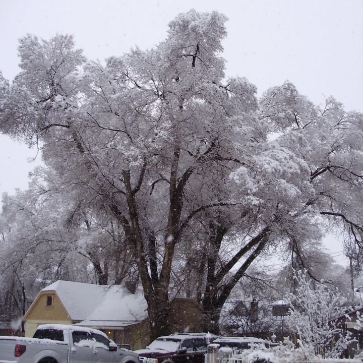Siberian elm - Seeds