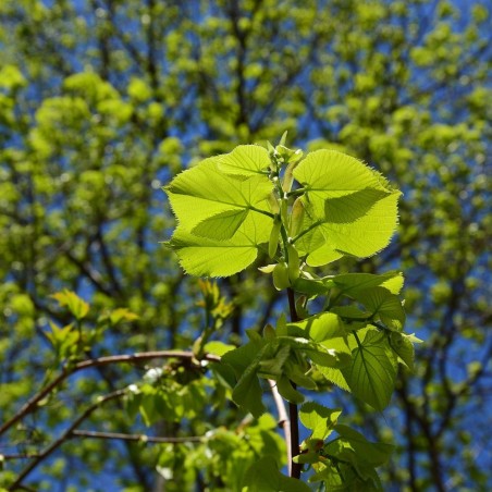 Tilia cordata - Seeds